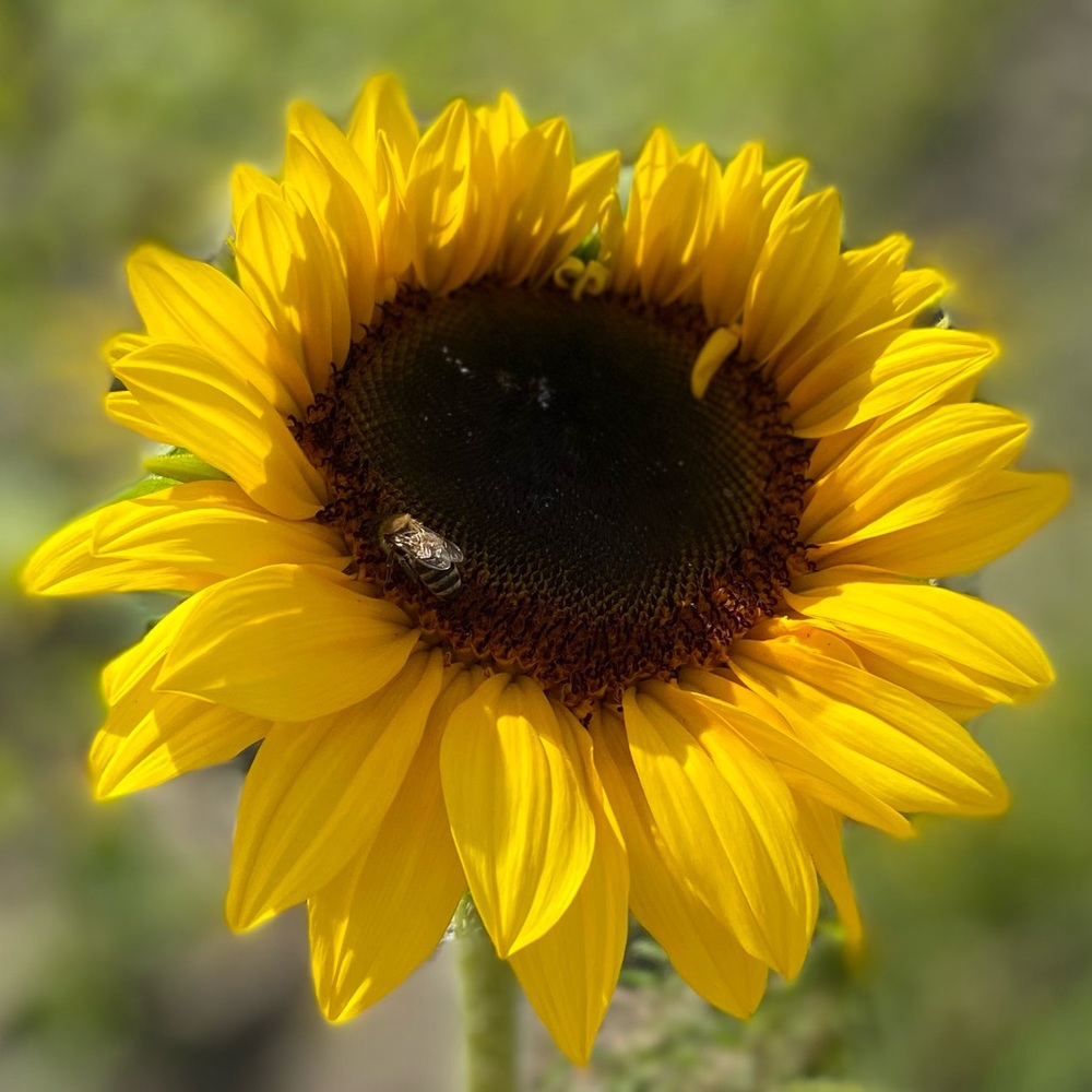 Meet your Posher, Sherri